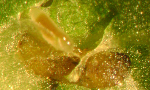 Parasitoid Diglyphus sp. larva (top) feeding on a leafminer larva. The larva was removed from the mine of a bean leaf. Larvae in this genus are external parasitoids of dipteran leafminers.