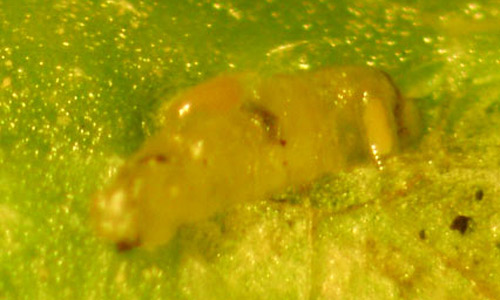 Two parasitoid Diglyphus sp. larvae (one is feeding horizontally on top, the second is positioned vertically to the right side of the larger host larva) feeding on a leafminer larva. The larvae were removed from the mine of a bean leaf. Larvae in this genus are external parasitoids of dipteran leafminers. 