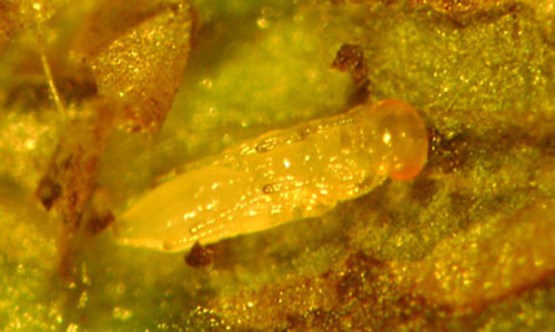 Early stage of pupa of a Diglyphus sp. showing transparent and light green color, and red eyes (on right). The pupa was removed from the mine of a bean leaf. Larvae in this genus are external parasitoids of dipteran leafminers. 