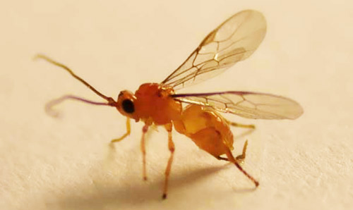 Adult male Doryctobracon areolatus (Szépligeti), a parasitoid wasp of Anastrepha spp. 