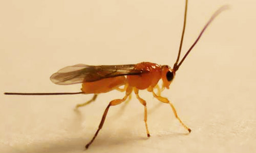 Adult female Doryctobracon areolatus (Szépligeti), a parasitoid wasp of Anastrepha spp. 