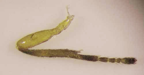 Hind leg of an adult female Doryctobracon areolatus (Szépligeti), a parasitoid wasp of Anastrepha spp.
