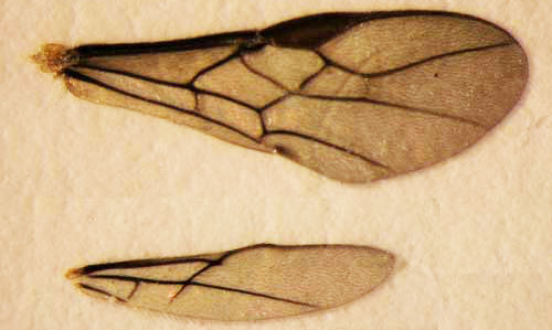 Forewing (top) and hindwing (bottom) of an adult Doryctobracon areolatus(Szépligeti), a parasitoid wasp of Anastrepha spp.