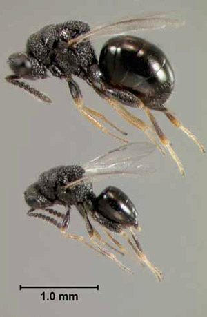 Comparison of adult Philolema latrodecti (Fullaway), a parasitoid of the widow spiders in Latrodectus Walckenaer. The female is at top, with a male below her.