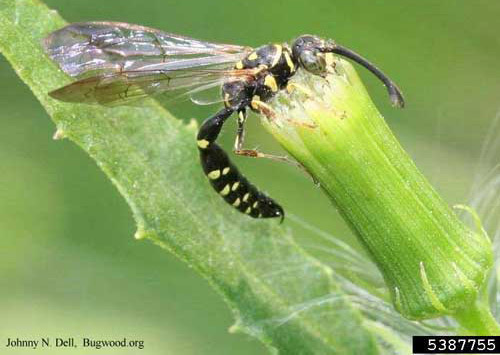 Adult wasp, Myzinum sp. feeding on pollen.