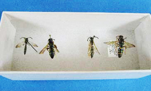 Two examples showing the sexual dimorphism of Myzinum species. On the left are an adult male (left) and female (right) of Myzinum maculata Fabricius. On the right are an adult male (left) and female (right) Myzinum caroliniana (Panzer). 