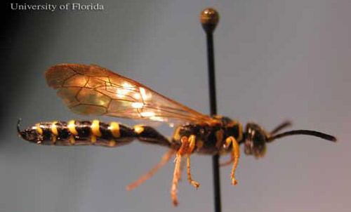 Lateral view of an adult male Myzinum maculata Fabricius, a tiphiid wasp. 