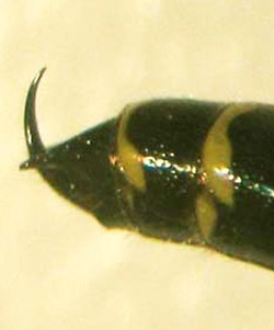 Upward pointing spine (lateral view - left; distal view - right) at the end of the last abdominal segment of an adult male Myzinum maculata Fabricius, a tiphiid wasp.