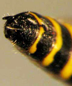 Upward pointing spine (lateral view - left; distal view - right) at the end of the last abdominal segment of an adult male Myzinum maculata Fabricius, a tiphiid wasp.