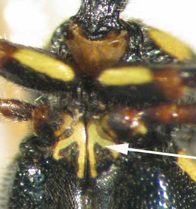 Adult males of Myzinum maculata Fabricius, a tiphiid wasp, have two plate-like lobes that extend from a hardened plate on the underside of the thorax (the mesosternum) and over the bases of the middle coxae. Arrow points to plate-like lobes. 