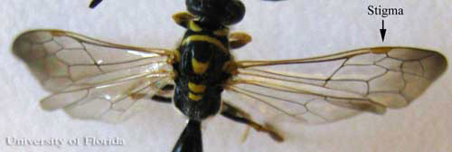 Dark stigma, or prominent wing cell, on an adult male Myzinum maculata Fabricius, a tiphiid wasp. 