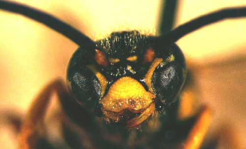 Frontal view of the head of an adult male Myzinum maculata Fabricius, a tiphiid wasp.