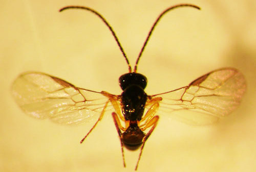 Dorsal view of an adult Opius dissitus Muesebeck, an endoparasite of Liriomyza leafminers. 