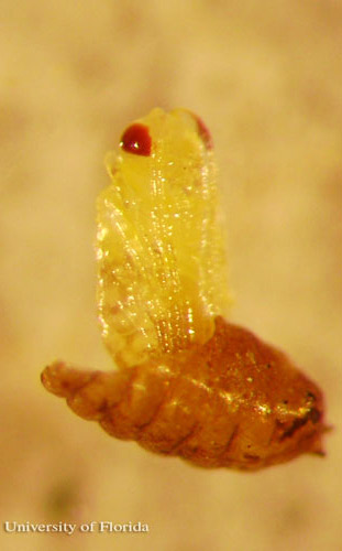 Early stage pupa of Opius dissitus Muesebeck, an endoparasite of Liriomyza leafminers. 
