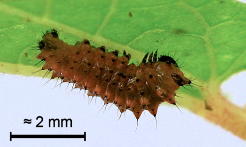 First instar larva of the pipevine swallowtail, Battus philenor (L.)