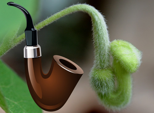 Unopened flower of woolly pipevine, Aristolochia tomentosa Sims, and tobacco pipe graphic showing the similarity of shapes. Photograph of flower bud by Donald W. Hall, Entomology and Nematology Department, University of Florida. Tobacco pipe graphic from PNG Clip Art