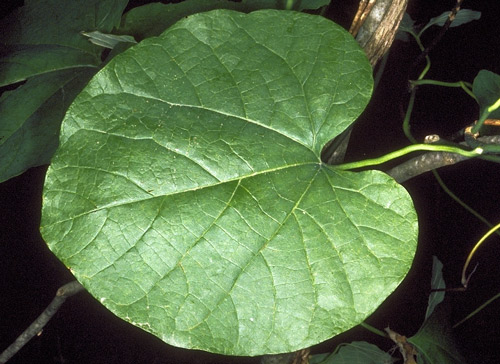 Pipevine, Aristolochia macrophylla Lam. (synonym, Aristolochia durior Hill) a host of the pipevine swallowtail caterpillar, Battus philenor (L.)