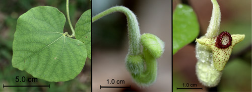 Woolly Dutchman's pipe, Aristolochia tomentosa Sims., a host of the pipevine swallowtail caterpillar, Battus philenor (L.). Leaf (left), unopened flower (middle), opened flower (right)