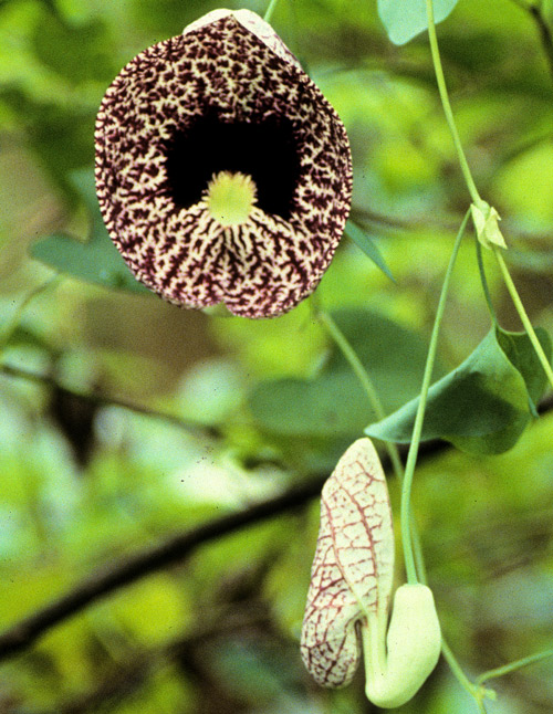 Elegant Dutchman's pipe or calico flower, Aristolochia elegans M.T. Mast [synonym: Aristolochia littoralis Parodi]), a cultured exotic which is a death trap for the pipevine swallowtail caterpillar, Battus philenor (L.)