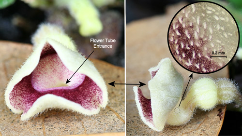 Virginia snakeroot, Aristolochia serpentaria L., flower: front view (left), side view (right), and inside of tube with slippery surface and small downward pointing hairs (inset)