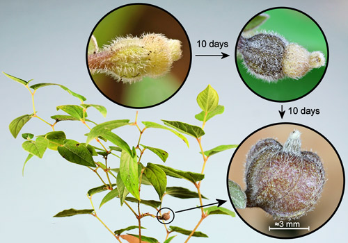 Virginia snakeroot, Aristolochia serpentaria L., plant with insets showing sequential stages of development of cleistogamous flower to mature seed capsule