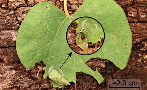 Early instar long-tailed skipper (Urbanus proteus [L.]) leaf shelter on woolly pipevine, Aristolochia tomentosa Sims. Inset: leaf shelter opened to show larva