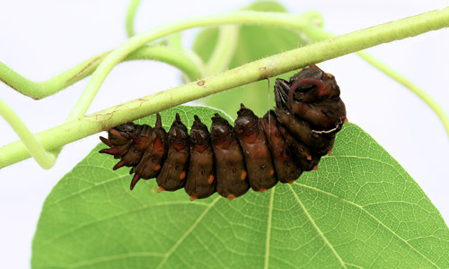 Pipevine swallowtail, Battus philenor (L.), prepupa beginning pupation. Note the silk girdle