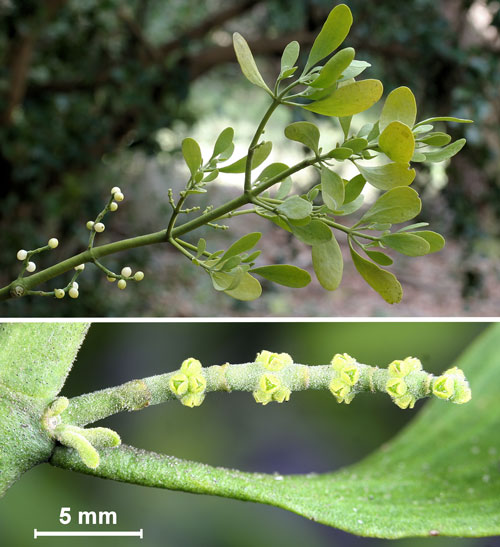 Oak mistletoe, Phorodendron leucarpum (Raf.) Reveal & M.C. Johnst. Top: pistillate (female) branch with current year inflorescences (= flowering part of plant) and mature berries from previous year’s flowers. Bottom: enlarged pistillate inflorescence. 