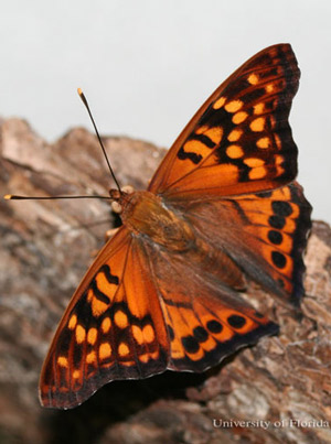 An adult male tawny emperor, Asterocampa clyton (Boisduval & Leconte), with wings open. 