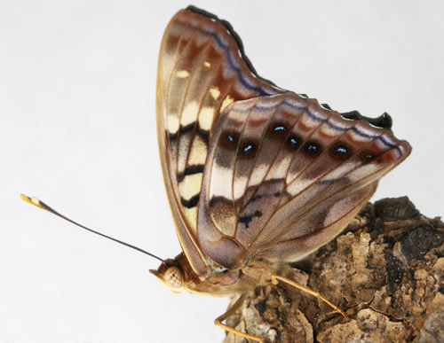 An adult male tawny emperor, Asterocampa clyton (Boisduval & Leconte), with wings closed. 
