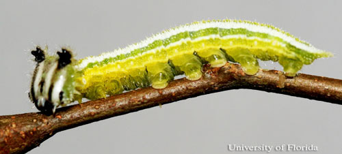A fourth instar larva of the tawny emperor, Asterocampa clyton (Boisduval & Leconte), lateral view. 