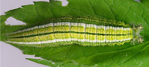A full-grown larva of the tawny emperor, Asterocampa clyton (Boisduval & Leconte), dorsal view. 