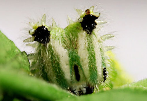 Anterior view of head of a larva of the tawny emperor, Asterocampa clyton (Boisduval & Leconte), showing cephalic horns. 