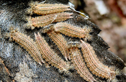 Overwintering larvae of the tawny emperor, Asterocampa clyton (Boisduval & Leconte). 
