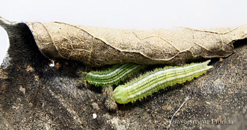 Post-hibernation larvae of the tawny emperor, Asterocampa clyton (Boisduval & Leconte), on hibernaculum. 