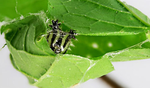 Fourth instar larva of the tawny emperor, Asterocampa clyton (Boisduval & Leconte), in leaf shelter. 