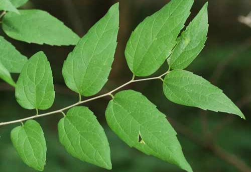 Sugarberry, Celtis laevigata Willd., a host of the tawny emperor, Asterocampa clyton (Boisduval & Leconte). 
