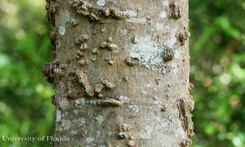 Warty trunk of sugarberry, Celtis laevigata Willd., a host of the tawny emperor, Asterocampa clyton (Boisduval & Leconte). 