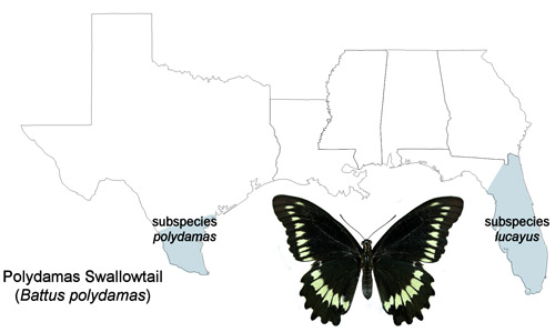 Polydamas swallowtail, (Battus polydamas lucayus [Rothschild & Jordan]), United States distribution map