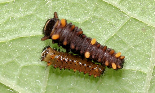 Polydamas swallowtail (Battus polydamas lucayus [Rothschild & Jordan]), first (bottom) and second (top) instar larvae
