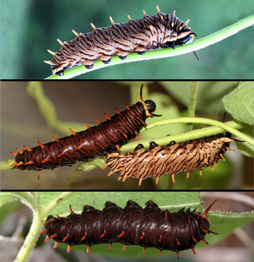 Polydamas swallowtail (Battus polydamas lucayus [Rothschild & Jordan]), full-grown larvae (fifth instars) showing some of the color variation