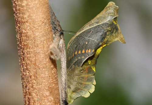 Polydamas swallowtail (Battus polydamas lucayus [Rothschild & Jordan]). Preadult with wing and body patterns showing through pupal exoskeleton
