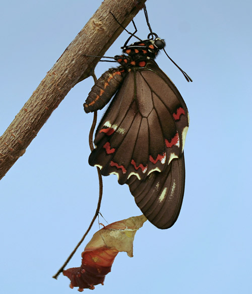 Polydamas swallowtail (Battus polydamas lucayus [Rothschild & Jordan]). Recently emerged adult drying its wings