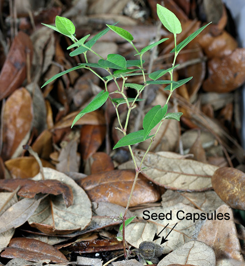 Virginia snake root (Aristolochia serpentaria L.), a host of the polydamas swallowtail (Battus polydamas lucayus [Rothschild & Jordan]) larva