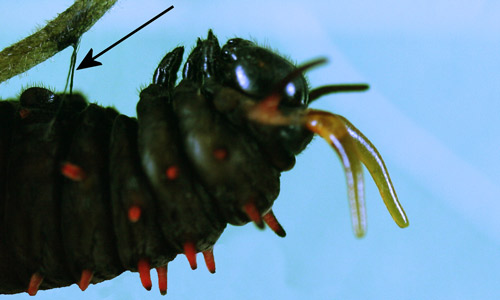 Polydamas swallowtail (Battus polydamas lucayus [Rothschild & Jordan]). Prepupa with osmeterium extruded (Note silk girdle [arrow] suspending prepupa)