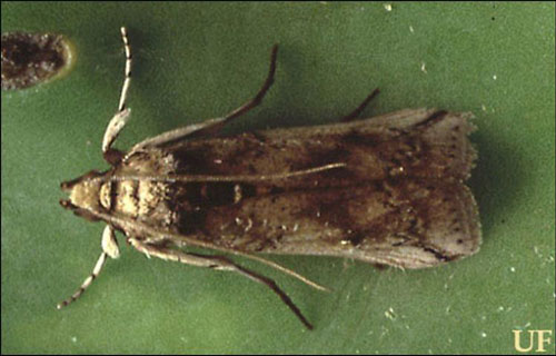 Adult cactus moth