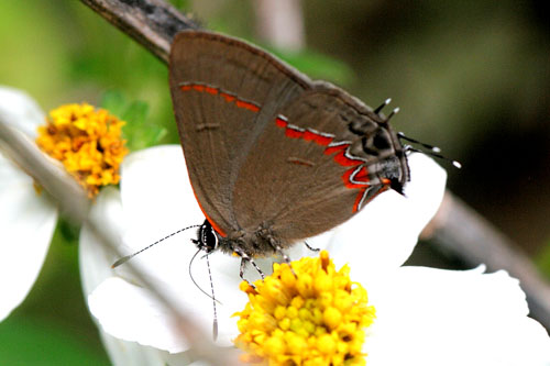 Adult red-banded hairstreak, Calycopis cecrops (Fabricius), dark spring form.