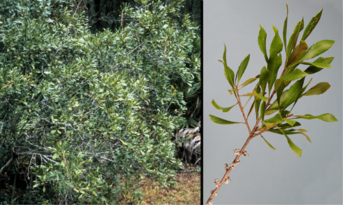 Southern bayberry or wax myrtle, Myrica cerifera L. (Myricaceae), bush (left) and close-up of branch with berries (right).