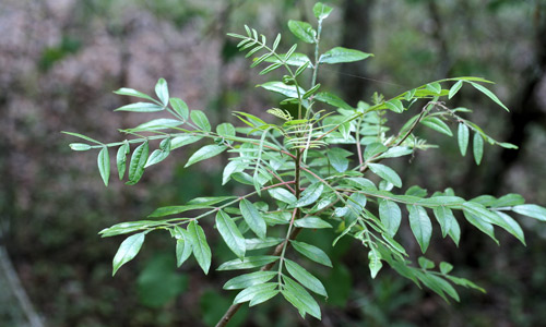 Winged sumac, Rhus copallinum L. (Anacardiaceae).