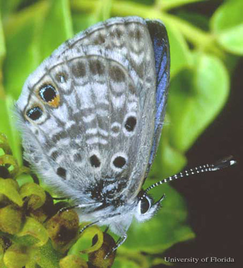 Adult Miami blue butterfly